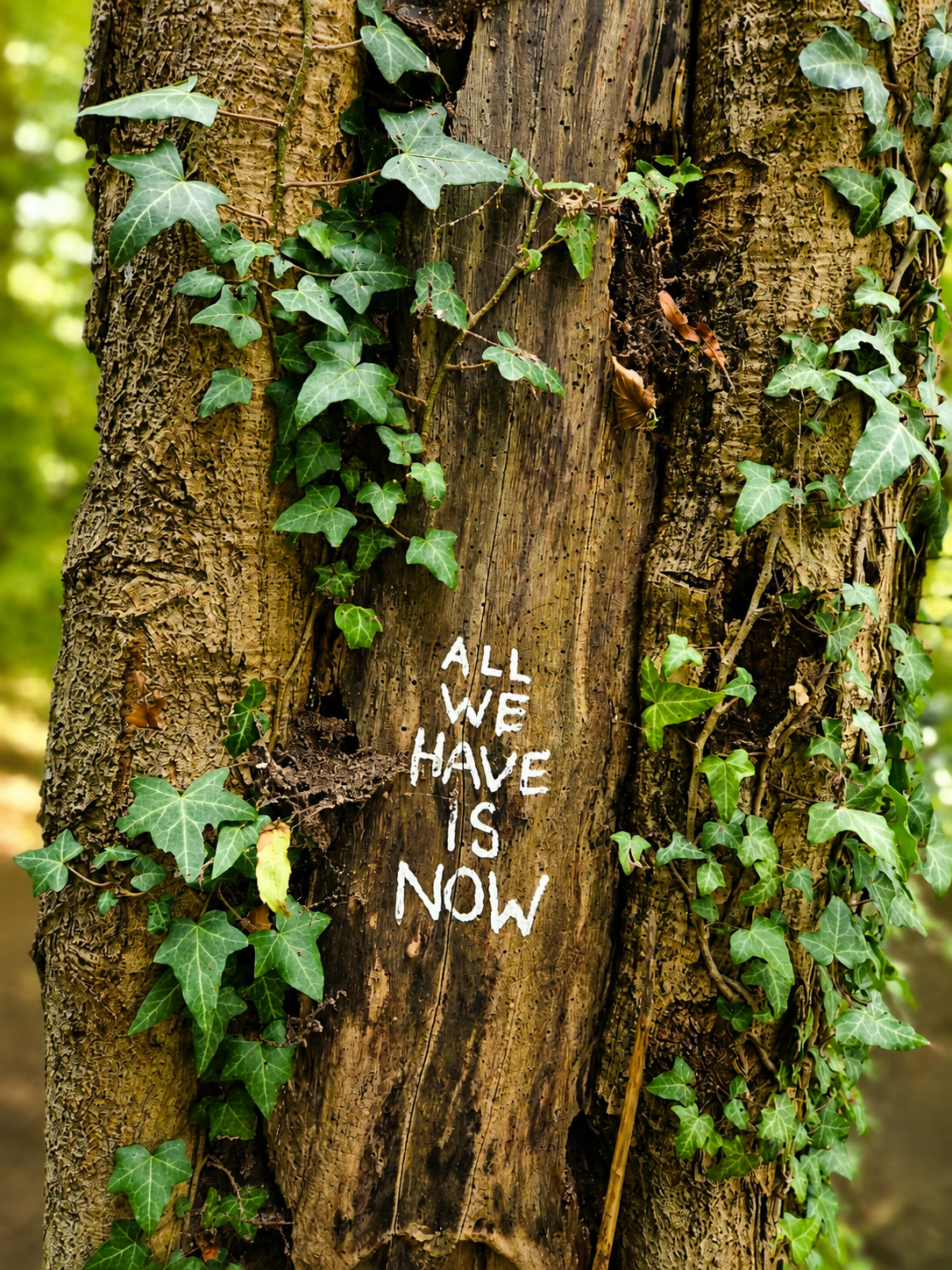 Efeuberankter Baumstamm mit dem Schriftzug „All we have is now“