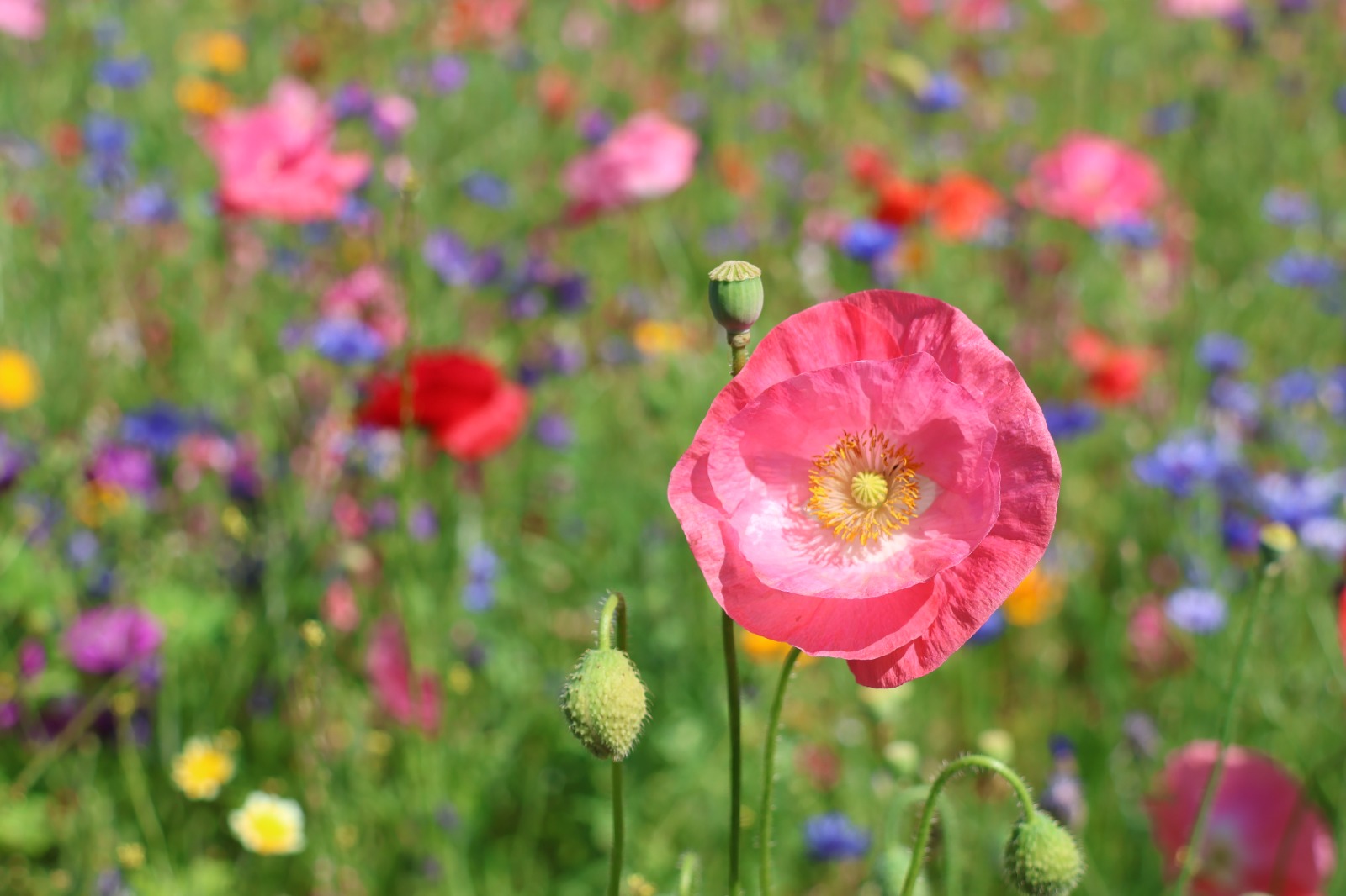 Mohnblumenwiese im warmen Sommerlicht